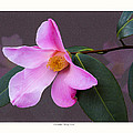 Camellia 'Tulip Time'