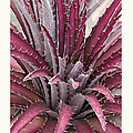 Dyckia 'Jim's Red'