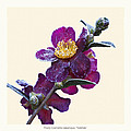 Frost on Camellia sasanqua 'Yuletide'