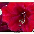 Red florist Amaryllis
