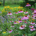 Purple Coneflowers in Summer Border