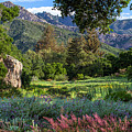 Entry wildflower meadow at Santa Barbara Botanic Garden