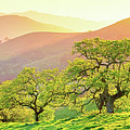 California Oaks in Spring